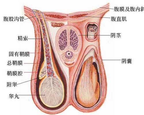 上海2025生育二胎补贴多少钱，2025生育津贴的最新政策?